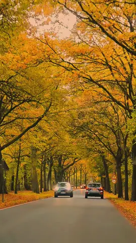 Sana yine sana yandım Nesimide dün gece Gözlerinle yüzüleyim bend olayım hallaca...🧩🌹@⚜️ 𝑵𝒂𝒛𝒂𝒓 ⚜️ 