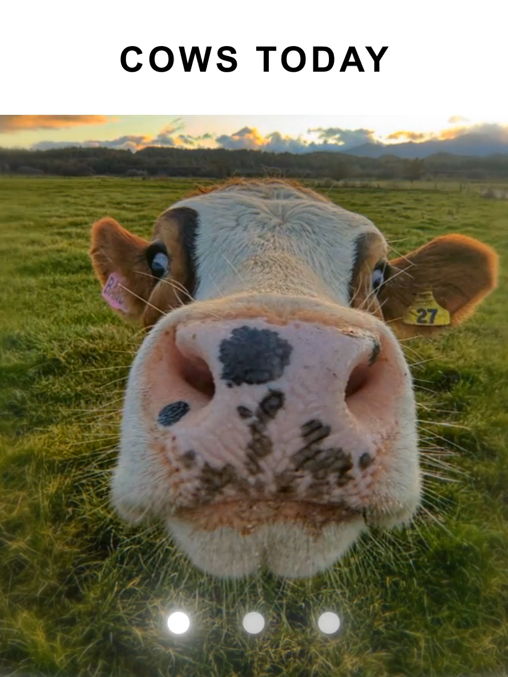 Wakeup its the first of November ? Halloween? | #foru #fyp #firstofthemonth #november #aftereffectsedit #polishcow #cow #newmonth #1stofthemonth #trendin#blowthisup? #virall