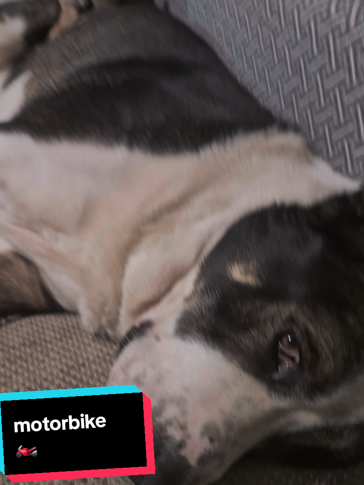 #creatorsearchinsights  strange dog  #fyp #funnydogs #Alabaidog #borderterrier 