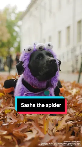Spotted in Harvard Yard: a very spooky spider named Sasha 👀 🕷️ 🕸️  #Harvard #HarvardUniversity #Halloween #Dog #Spooky