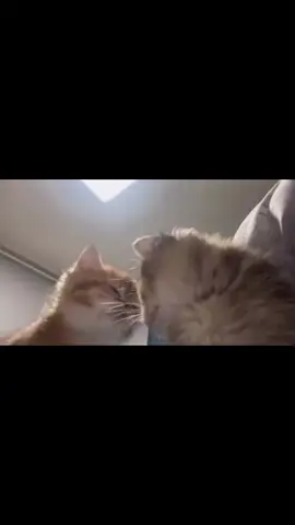 #كيوت💞 🥲 #🧸🖇️   #مالي_خلق_احط_هاشتاقات🧢 #الشعب_الصيني_ماله_حل😂😂#هاشتاجاكثرمشاهدات 