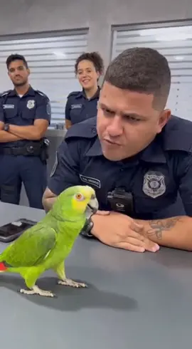 #papagaio #ia #fpy #tiktok #pfypシ 