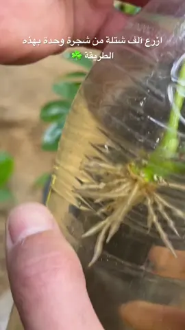 #زراعةمنزلية #الزراعة #نباتات_داخل_المنزل #Farming_Tips #نصائح_زراعية 
