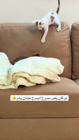 فجأه يجيه خمول كأنه أنا 😔 #اكسبلورexplore #اكسبلور #قطط #cats #cat 