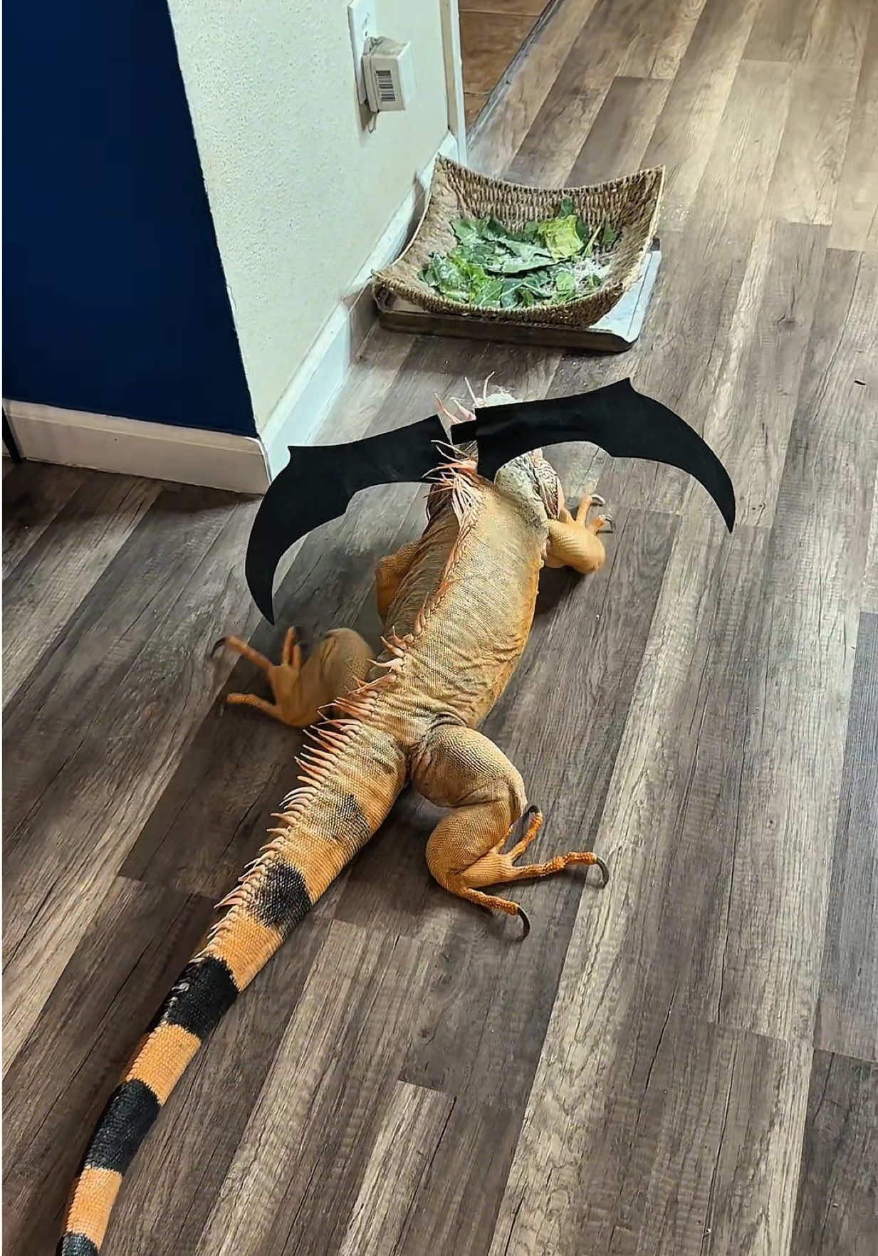 Halloween dragons!  #rockettheiguana #iguana #pet #halloween #fyp 