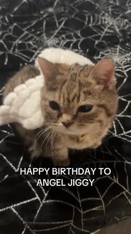 SHES SIX YEARS OLD 🥹🥹🤍 #jiggysmalls #dwarfcat #fypp #viraltiktok 