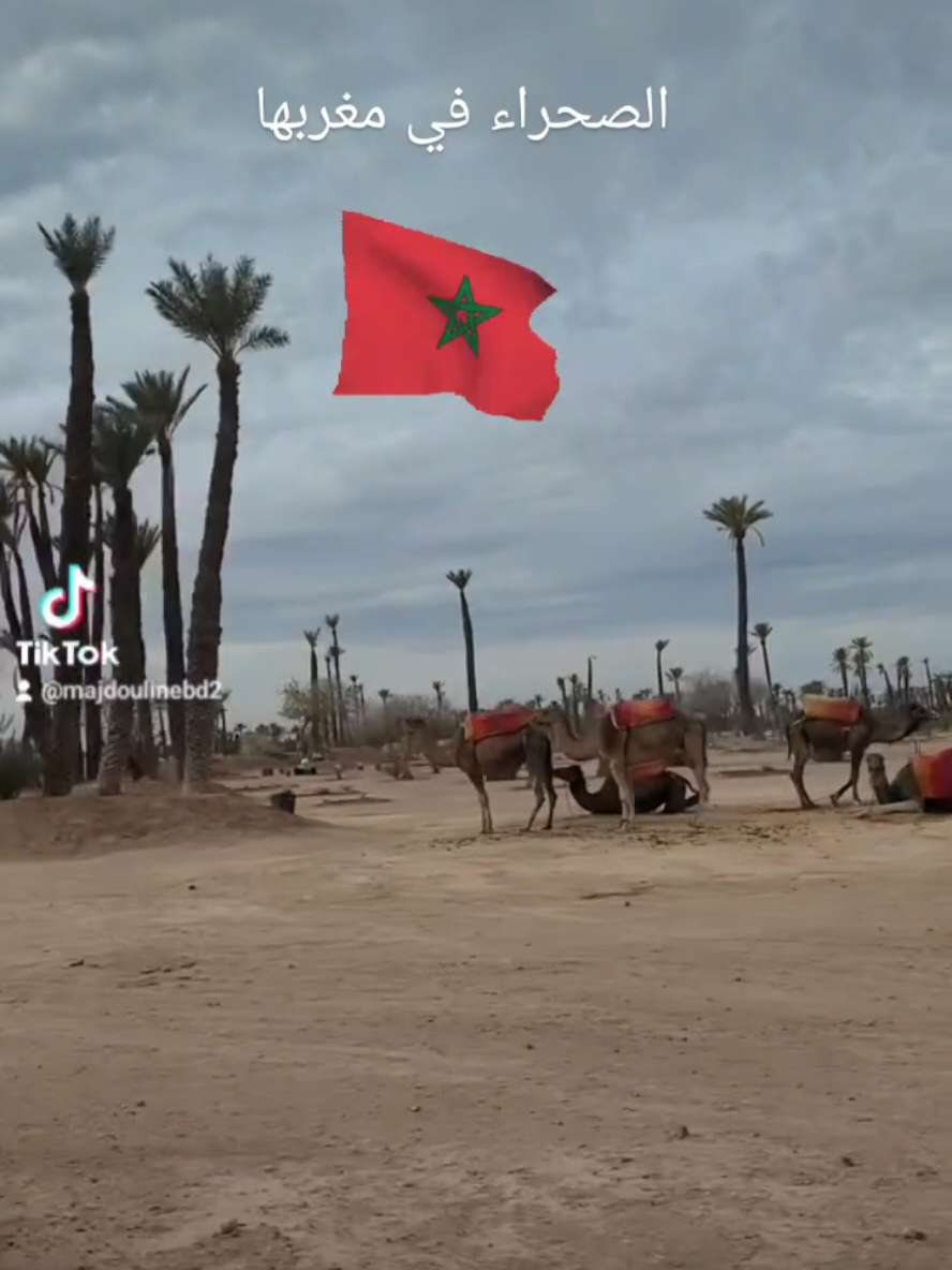 #morocco #صحراء_المغربية💪🇲🇦  #saharaofmorocco🇲🇦  #sahara_marocain 