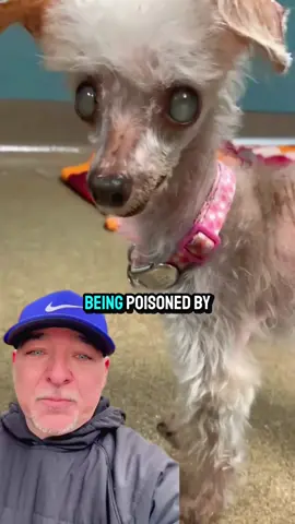 Problems that can cost your dog’a life yet you can fix them SO EASILY 🐶💔 #doghealth #dogdiet #dogfoodrecipe #dogfoodreview #dogfood