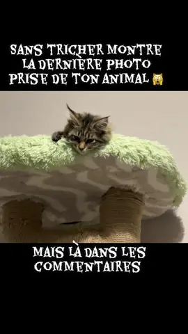 La dernière photo de ton chat