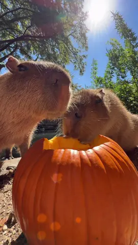 The Great Pumpkin has arrived #capybara #cuteanimals #animals #animal #wildlife