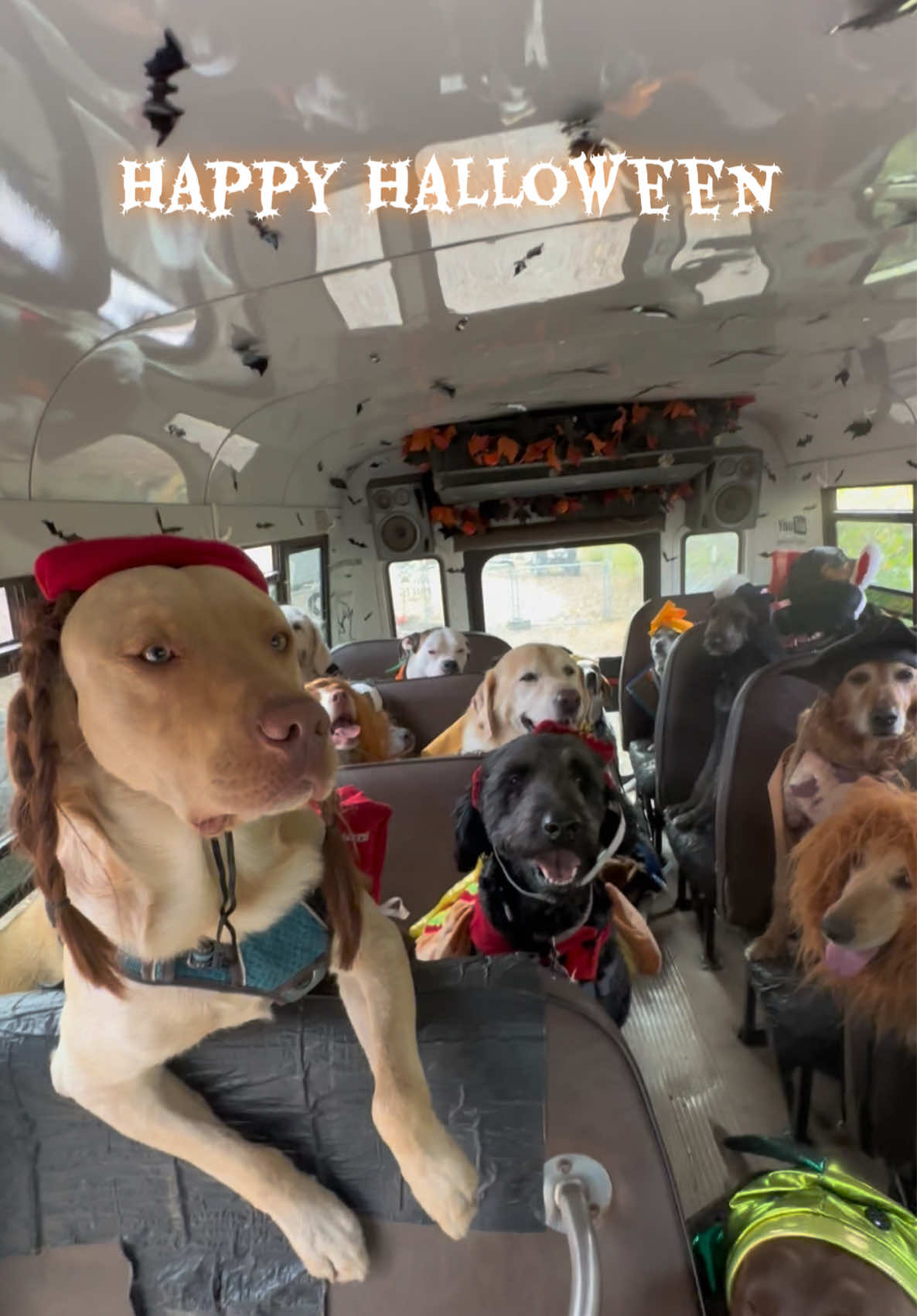 Happy Halloween! Thank you Lara & Ryan! 🎃🐾🦴 #happyhalloween #dogcostume #doghalloween #doghalloweencostumes 