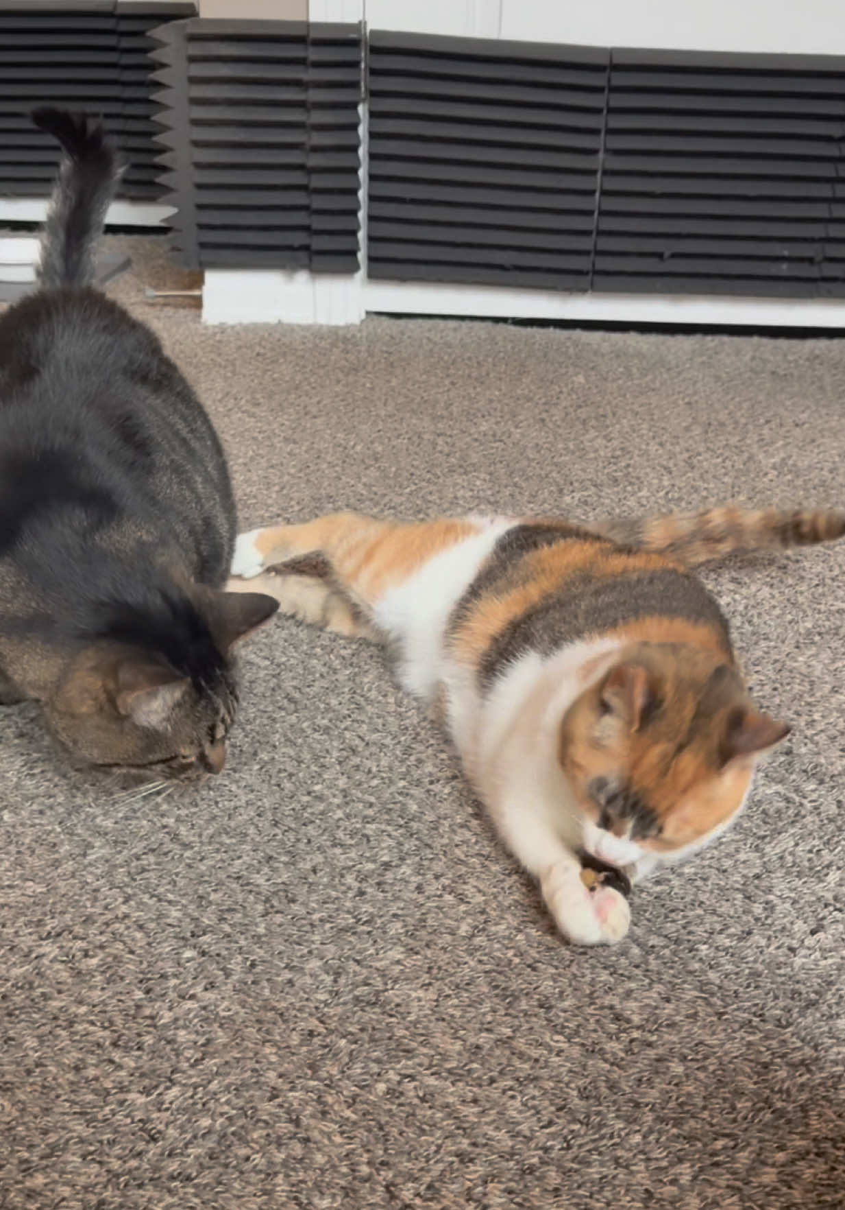 How can I say no? 😭 #wobblycat #specialneeds #calico #tabbycat #catsoftiktok 