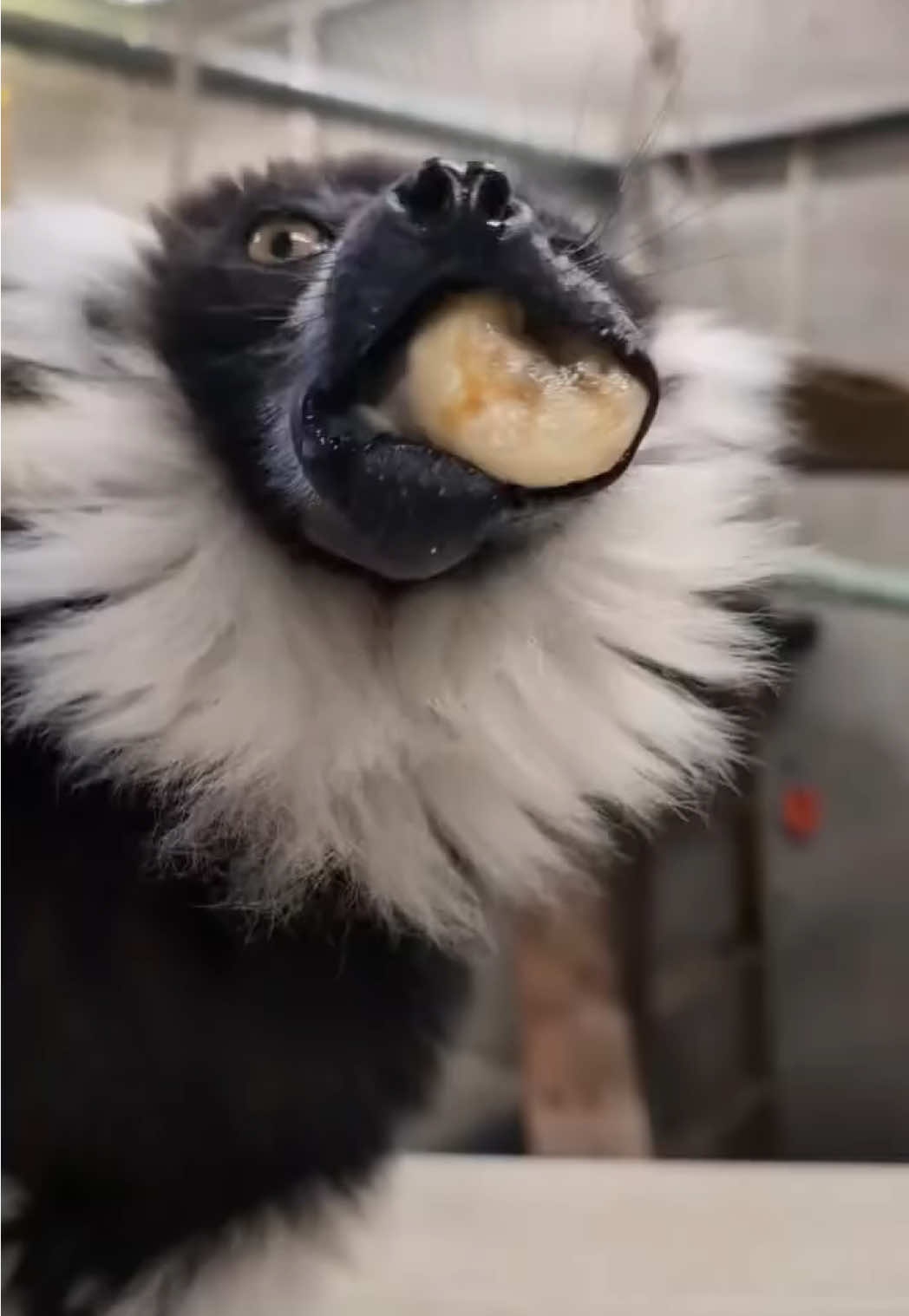 Albert, our 14-year-old black-and-white ruffed lemur, is going bananas for World Lemur Day! 🍌 In the wild, these endangered lemurs live in the rainforests of Madagascar and feast mostly on fruit, especially figs, but also enjoy nectar, flowers, and leaves. Their fruit-heavy diet makes them important seed spreaders, helping the forest grow! 🌳 📹: Keeper Lisa #WorldLemurDay #Lemur #EndangeredSpecies