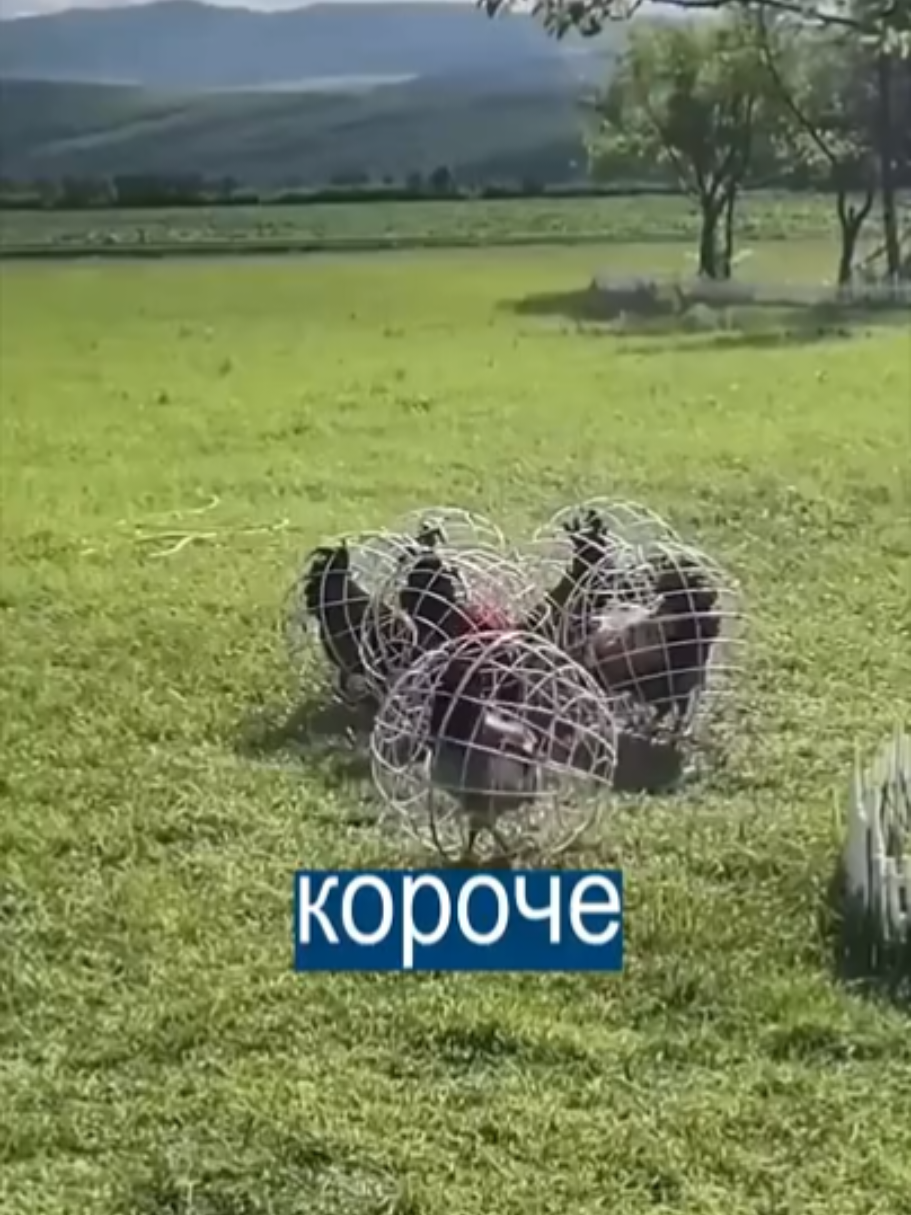 #live #animal #fyp #trend #tiktok 