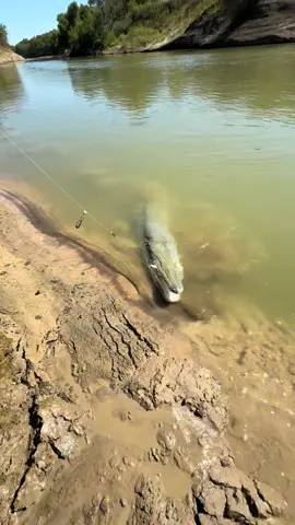 Imagine your Fishing in this comes to the bank! #Fishing #FishingTikTok #FishingViral #BigFish #FishingContent 