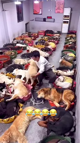 Wait for it 🤣😂 #funnyvideos #voiceover #animalsoftiktok #PetsOfTikTok #dogsoftiktok 