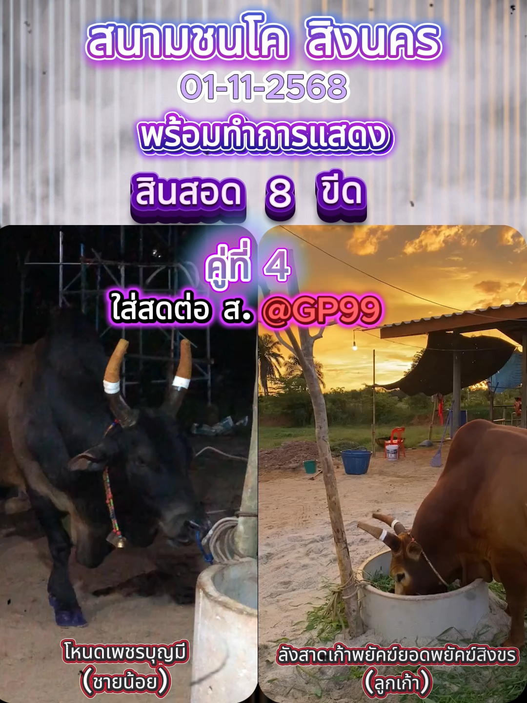 คู่4 พร้อมทำการแสดง ส.สิงนคร 01-11-2568 #สนามกีฬาชนโคสิงนคร #วัวชน #คู่เด็ด #สนามชนโคสิงนคร #ชนวัว #วัวชนคนใต้ #คนรักวัว #วัวชนคนสู้ #ชอบวัวชน #วัวชนแดนใต้ #สังเวียนวัวชน #เทรนด์ #เทรนด์วัน #วัวชนภาคใต้ #thailand #เทนด์วันนี้ #typ #capcut_edit #โหนดเพชรบุญมี#ลังสาดเก้าพยัคฆ์ยอดพยัคฆ์สิงขร