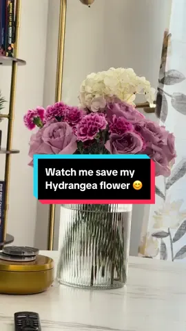 Hydrangeas are the most dramatic flowers! It wilted and I saved my baby lol… here’s how: Take all the leaves off, cut the stem in a diagonal, dunk it in cold water and let it drip for a bit and then replace vase water with hot water. Put it in and wait for it to dry and then we back baby!!!  I’m proud of myself because my thumb is mint green lol! #hydrangea #flower #flowertok #gardeningtok #fyp 