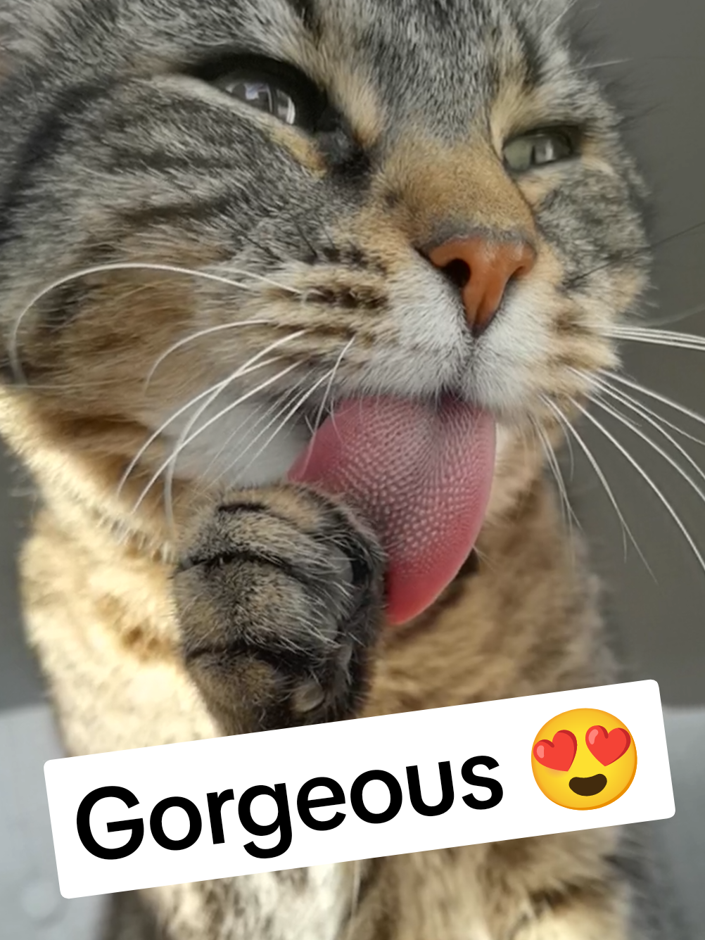 Gorgeous Misti 😻💝❤️💝😻 Music by Misti Koh - Love In The Night 💟 #cat #catsoftiktok #fyp #viral 