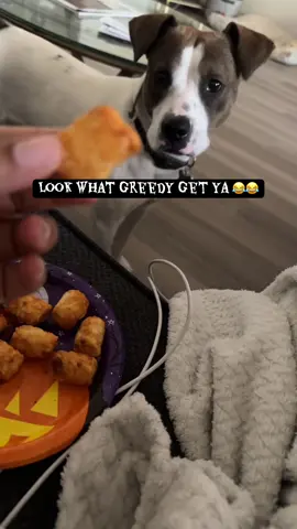 😂😭😂 #dogsoftiktok #dogs #doglover #funnydog #PetsOfTikTok 