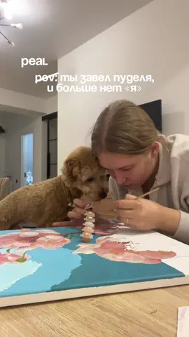 Inst: good_boyrony  #пудель #пудельтой #пудельлучшаясобака #собака #собакаприколы 