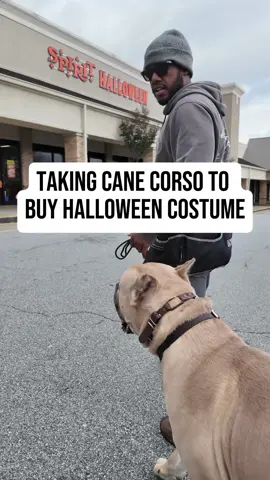 Thank you all that voted on the best costume for Thanos and the winner was Shrek… Now what was available was a different story.. I was only able to find a Beetlejuice costume in XL and I was shocked at the fit. #canecorso #canecorsoitaliano #spirithalloween #halloween #thisishalloween #atlanta #dogs #fyp