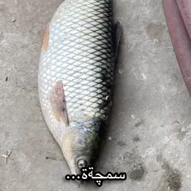 #الشعب_الصيني_ماله_حل😂😂 