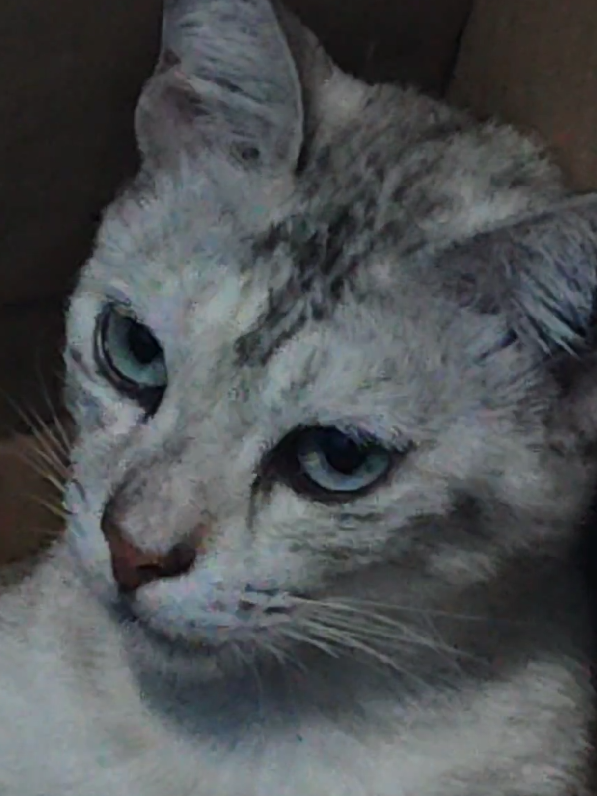 😂😂😂 #cat #kucingputih #mommycat #kitten 