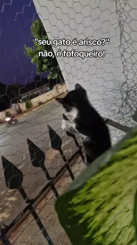 KKKKKKKKK #fyp #gatos #engracado #fofo 