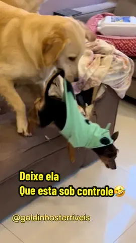 Joaquim Francisco ta com parkour em dia🤣🤣 #pets #cachorro #divertido #puppy #cachorrosdotiktok 