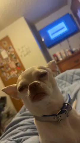 I could make so many videos of him 😂❤️