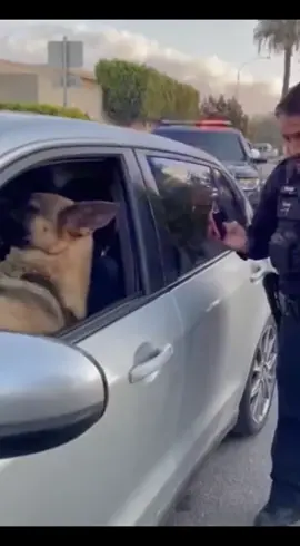 شاهد تطور الحيوانات اصبحت الحيوانات تسوق السيارات في اوربا omg #الكلب #يسوق #السيارة #في #دبي 