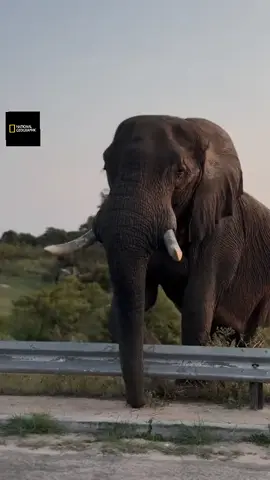 #ناشونال_جيوغرافيك_أبوظبي 