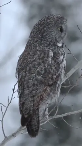 #نشر_أجمل_الفيديوهات_🦅_radwan_alali #متابعه_ولايك_واكسبلور_احبكم #رضوان #radwan_alali #radwan🦅alali 