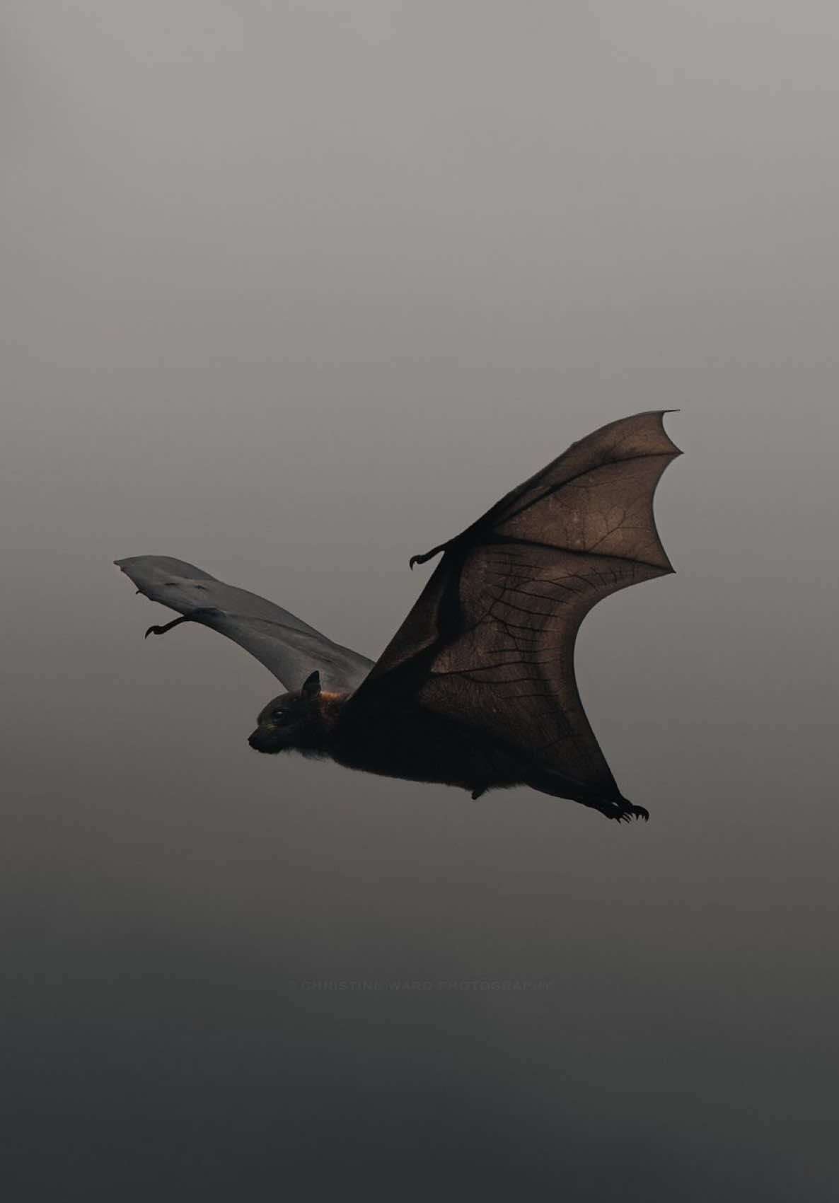 @shah_black @Mike Salvatore #halloween #fyp #dracula #vampire #twilight 