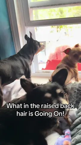 They love deliverys #eddie #chihuahua #funny 