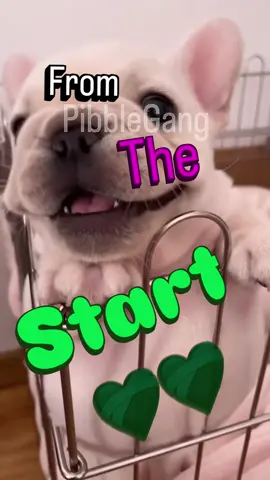 I’ve loved Pibble from the start 🥹🧡 #pibble #washington #gmail #fyp #laufey 