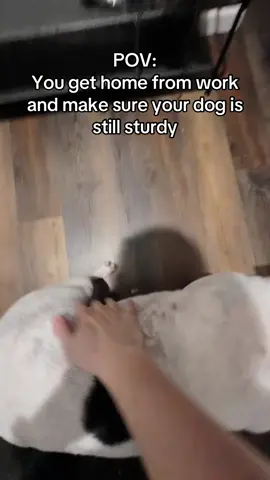 Gotta make sure he is staying solid!!! #pitbull #dogsoftiktok #dog #fypシ #relatable 