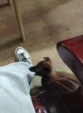 Ensinando os filhotinhos #funnyvideos #dog #foryou #funnydog 