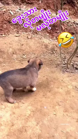 #foryou #fypage #trending #ရောက်ချင်ရာရောက်fypシツ♡☆★😘😘😘😘😘 #fy 