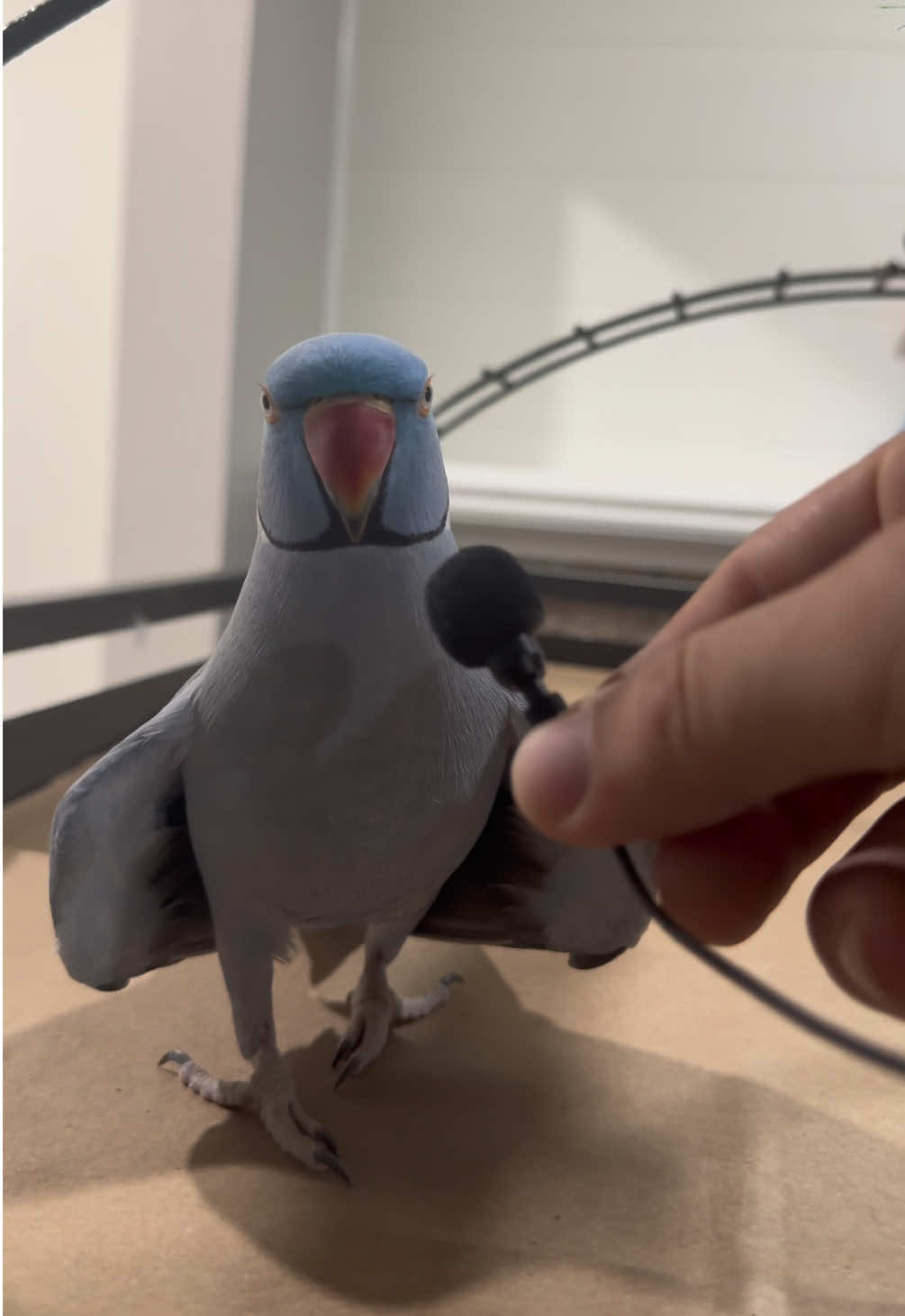 hi baby😊 #indianringneck #iloveyou #fyp #funnyparrot 