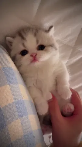 Cuteeee #cat #viralvideo #meowdaily 