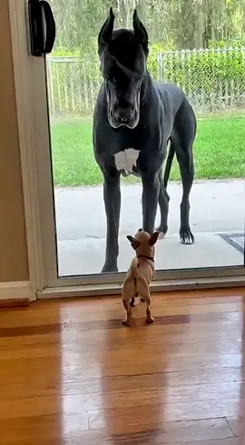 🤣🐶 Barks Tough… Until the Glass Door Opens! 😳 Chihuahua vs Great Dane