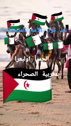 الجزائر و البوليزاريو بعد قرار الأمم المتحدة ###