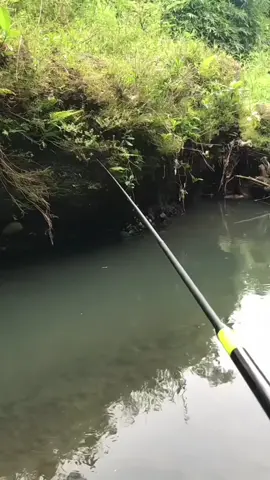 hahahah🤣 #kambangan #mancingliarbanyuwangi #MLB #mancingnilem #nutulnilem 