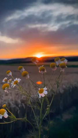 Part 11 I saw #yarasullullah #tiktok #viral#fpy 