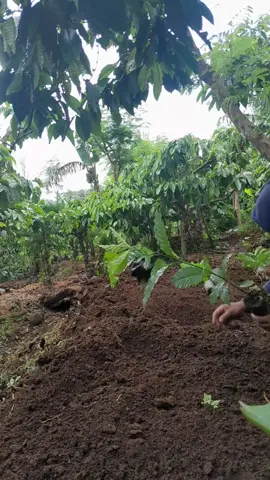 #petanikopi #masukberanda #fypagee #fypage 