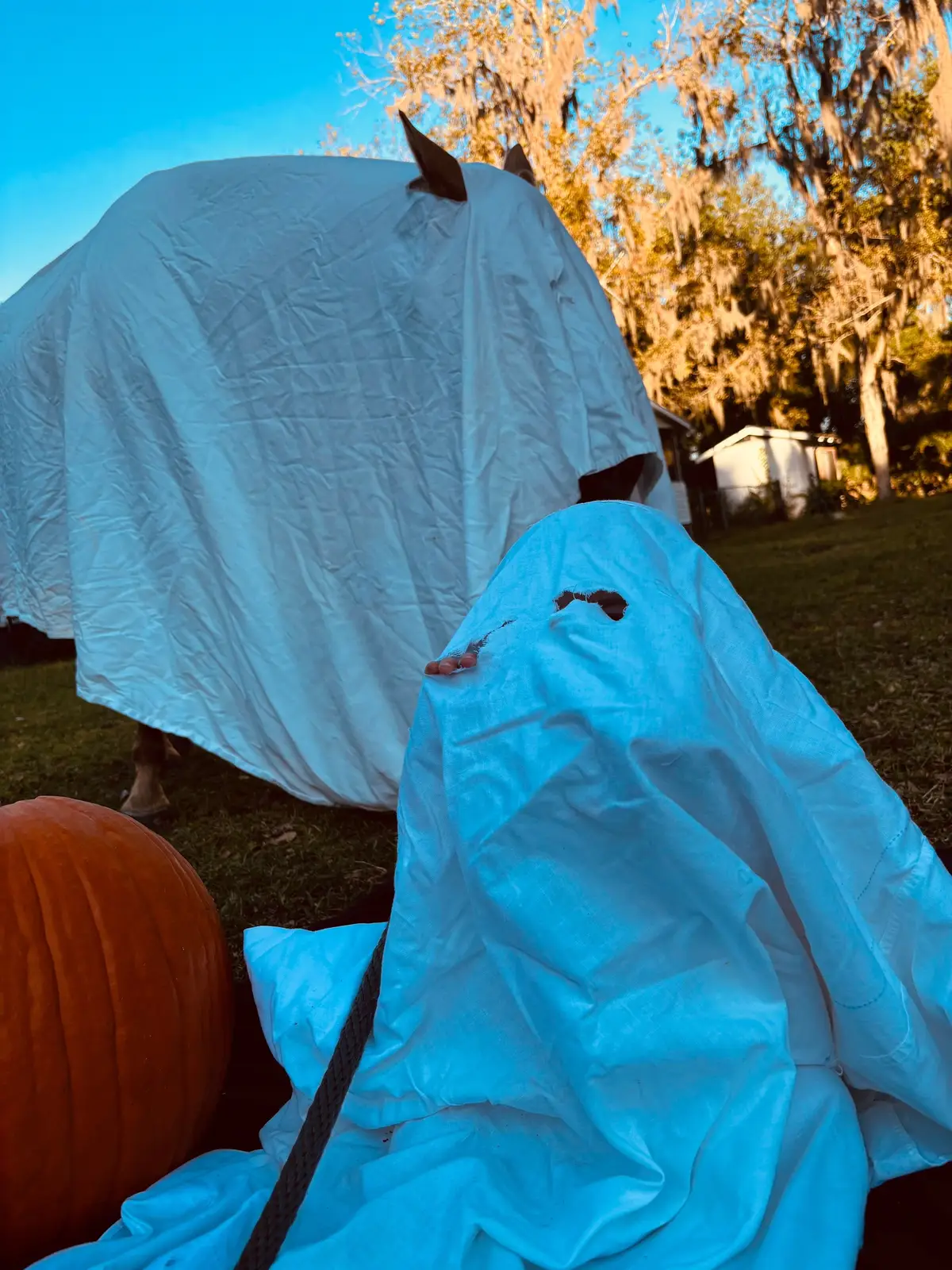 😆 nether horse or baby liked this 