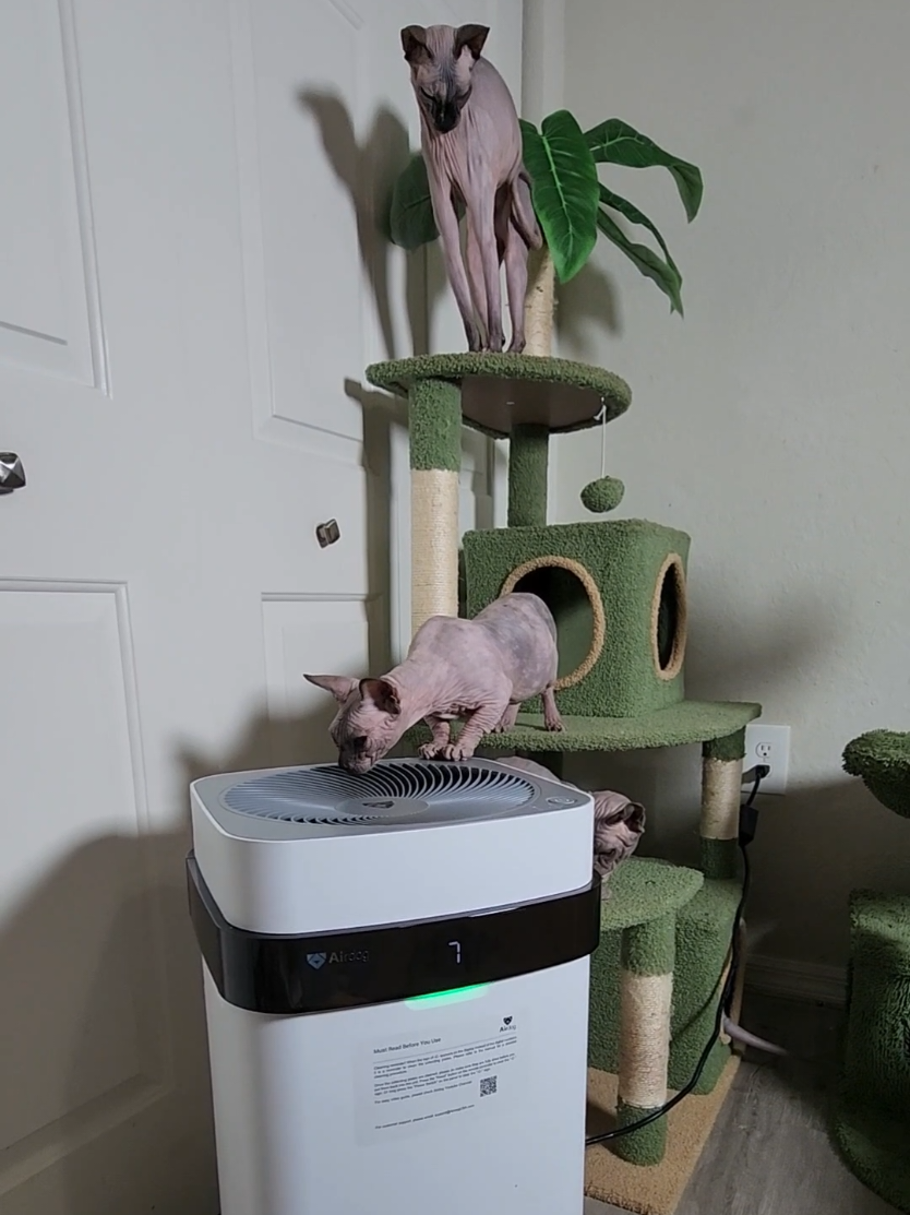 🛒https://amzn.to/47N1abf #amazonfinds #airdogfuelsystems #catlover #petlover  @Airdog USA 