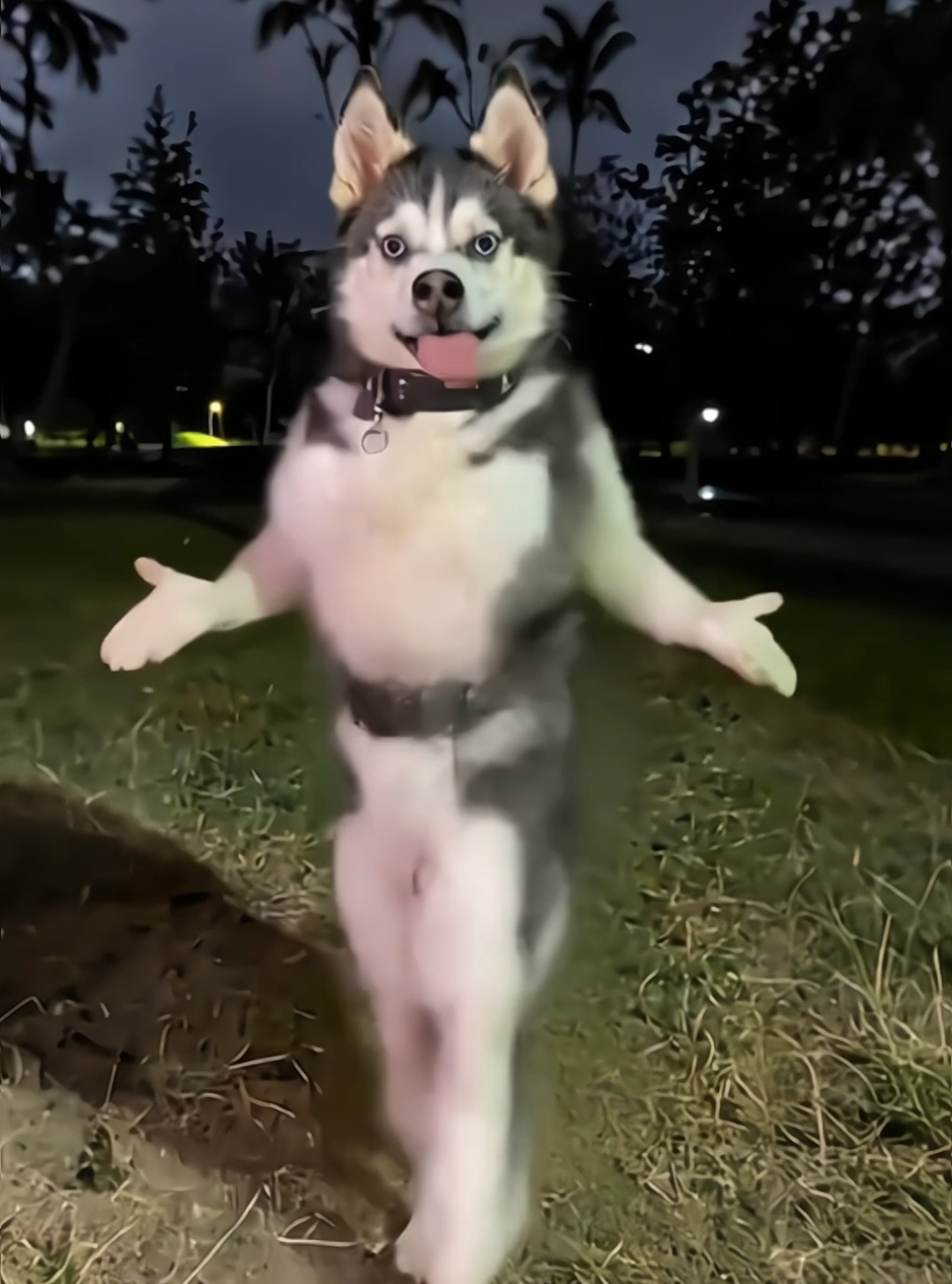 someone understands? 🗿 #huskydancing #dramaprindavan #dramaindia #bangladeshtiktok #pakistani_tik_tok 